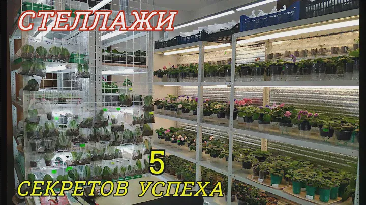 СТЕЛЛАЖИ для ФИАЛОК и ГЛОКСИНИЙ 🌺 5 СЕКРЕТОВ УСПЕХА
